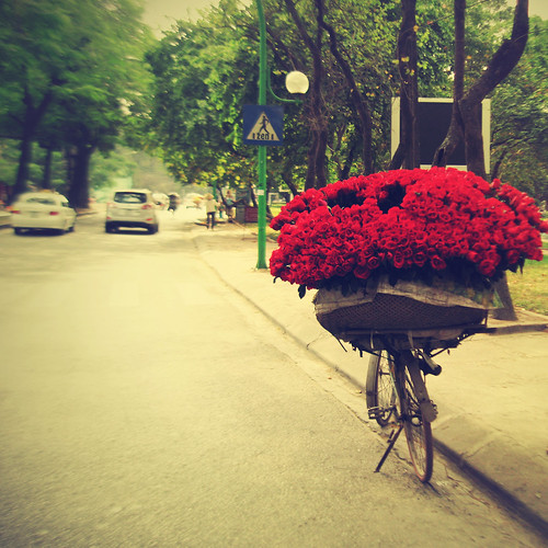 [012/365] ~ A bike of Roses by ♥ Huo Zen ♥