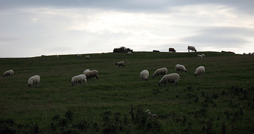 Sheeples
