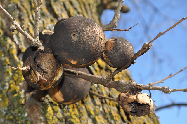 fuzz-balls-on-my-live-oak-tree-are-unsightly-but-not-harmful-by-mary