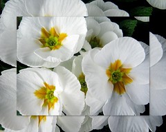 flowers: mainly WHITE +