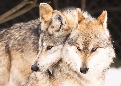 MEXICAN WOLVES by nsxbirder