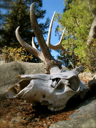 Elk skull by samhDOTnet