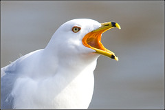 Gull (Ring billed)