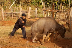 cambodia- the ceremonial offering of a buffalo by the kreung people