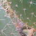 cactus cochiguaz