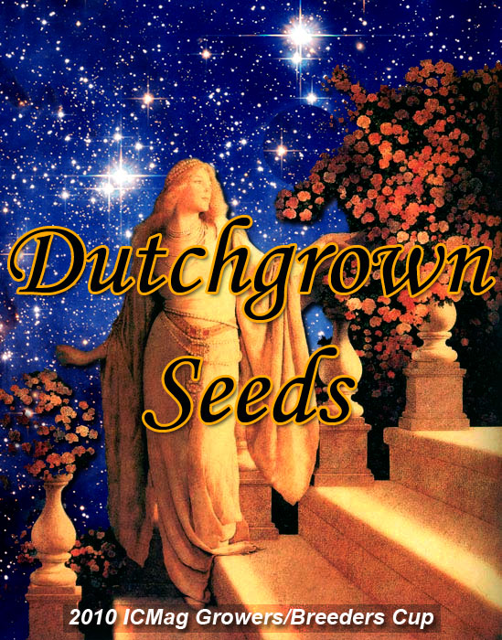 Dutchgrown-Cinderella-99-3