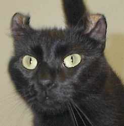 black American Curl cat
