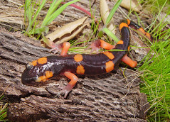 Amphibians of Cuyamaca Woods