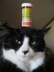 annoyed cat with pill bottle on head