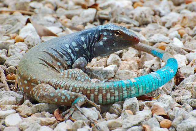 Blue Tailed Lizard (Cnemidophorus Murinus) | Flickr - Photo Sharing!