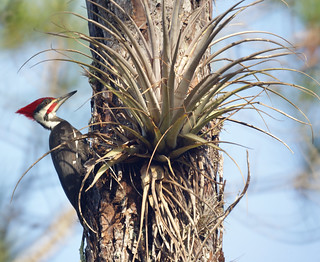 Pileated Woodpecker: Corkscrew Swamp Sanctuary