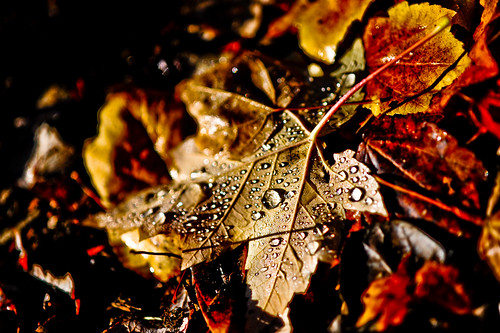 dew covered fall leaves