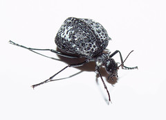 Beetles: Meloidae
