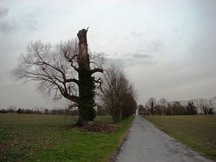 L'arbre de Coupvray