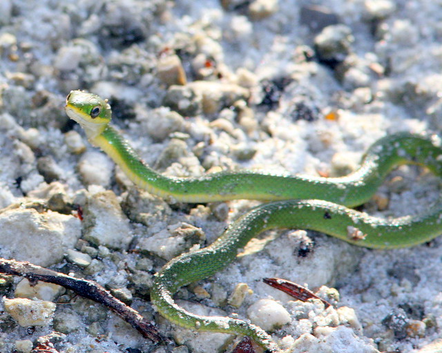 Rough Green Snake 2-20091025