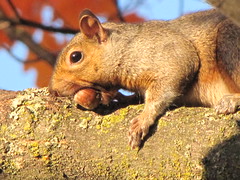 Ecureuils/Squirrels