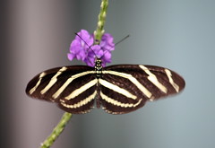 Zebra longwing butterflies