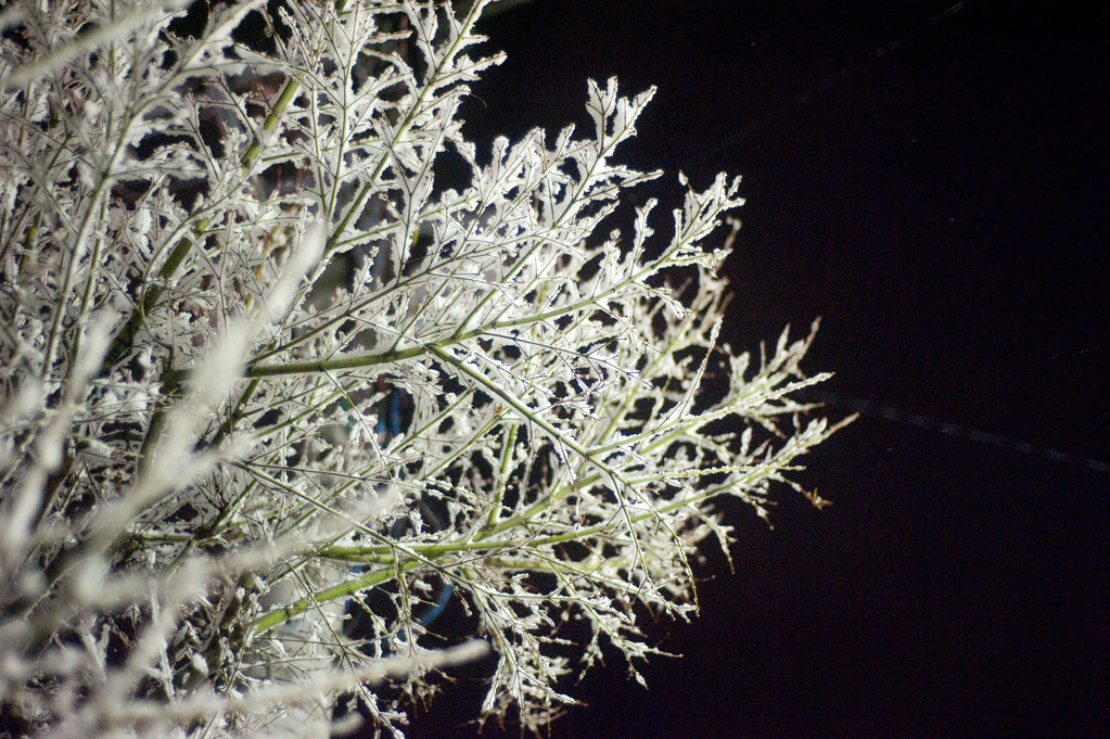 木についた雪と夜空 2010/02/03 DSC_6724