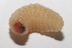 Larvas de Galicia