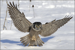 Owl (Northern Hawk)