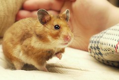 Hammy the New Year's miracle hamster