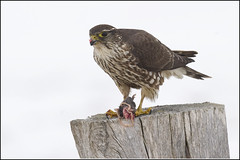 Falcon (Merlin)