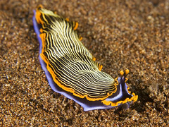 Nudibranchs and Flatworms