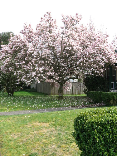 magnolia flower pictures