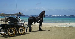 Curacao Horse Carriage Driving