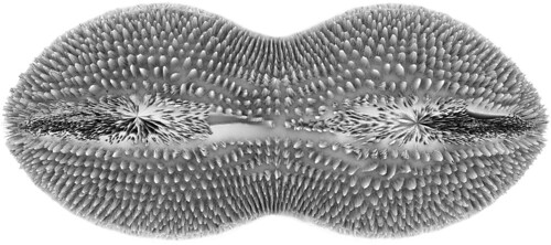 Individual Diatoms