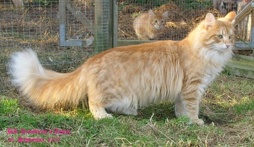Norwegian Forest cat breeds