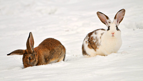 Two rabbits in the snow