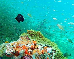 Zanzibar coral reef nature