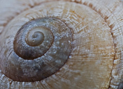 Caracoles - Snails