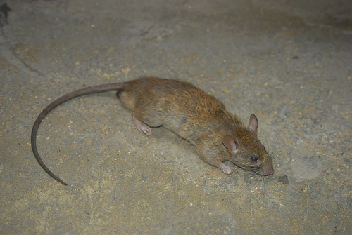 Brown Rat (Rattus norvegicus)  by Samiul Mohsanin