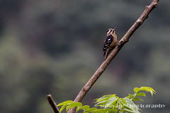 小啄木 Pigmy Woodpecker