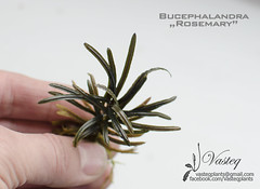 Bucephalandra "Rosemary"