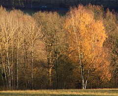 Trees. - Golden. Coppery. (1)