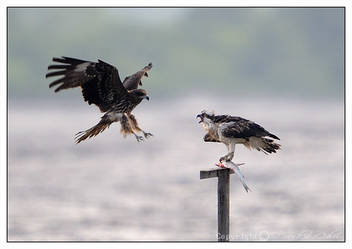 Black-eared Kite 鳶(麻鷹) VS Osprey 魚鷹