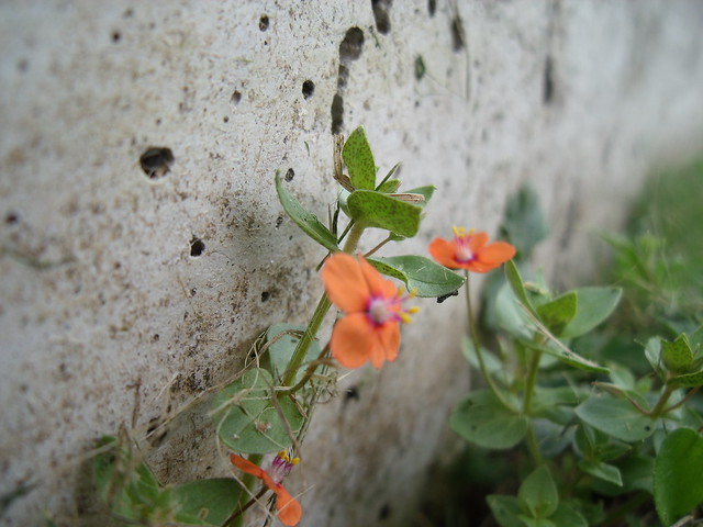 Flower,concrete
