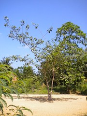 DSCN0216 Centrum - Bodhi strom