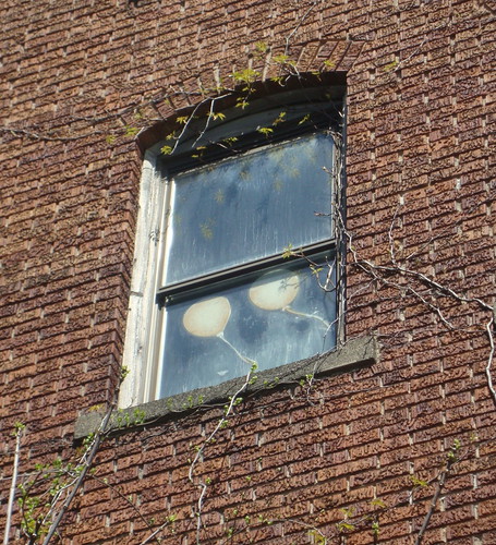 Balloons in Window