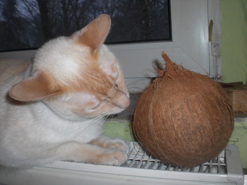 Coconut & Cat