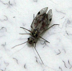 Insecta: Psocoptera