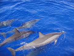 ハワイ島でイルカと泳ぐ