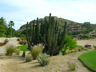 one of the golf courses on property