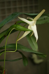 Angraecum species and hybrids