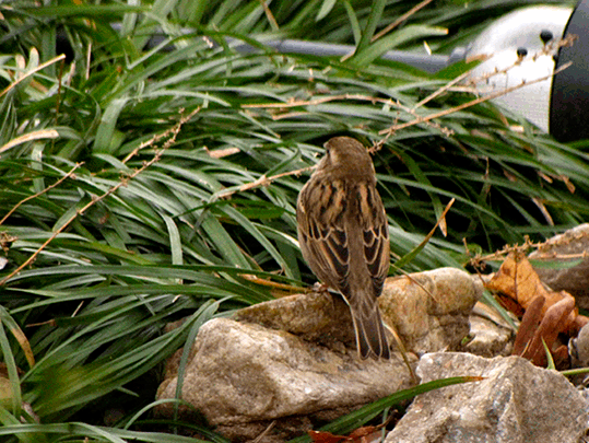 Sparrow Looking Looking Looking Jan 25, 2010 Animated