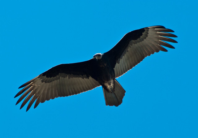 Turkey
Vulture