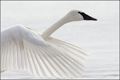 Swan (Trumpeter)